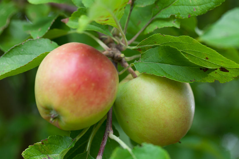 Twee appels in de boom